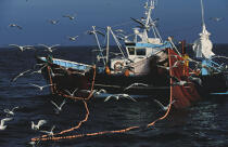 Sardine fishery. © Philip Plisson / Plisson La Trinité / AA00056 - Photo Galleries - Fisherman