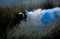Mouton en Irlande. © Philip Plisson / Plisson La Trinité / AA02577 - Nos reportages photos - Mouton