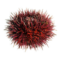 Urchin. © Guillaume Plisson / Plisson La Trinité / AA08820 - Photo Galleries - Sea urchin
