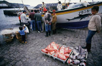 Retour de pêche aux Açores. © Philip Plisson / Plisson La Trinité / AA08883 - Nos reportages photos - Caisse de poisson