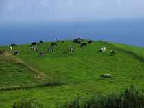 Herd of cows on Faial in the Azores. © Philip Plisson / Plisson La Trinité / AA10748 - Photo Galleries - Cow