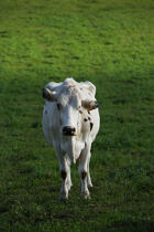 Cow. © Philip Plisson / Plisson La Trinité / AA10879 - Photo Galleries - Cow