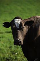 Cow. © Philip Plisson / Plisson La Trinité / AA10880 - Photo Galleries - Cow