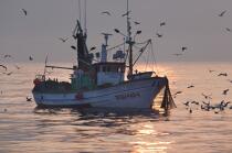 Sardine fishing in Galicia © Philip Plisson / Plisson La Trinité / AA17051 - Photo Galleries - Backlit