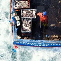 Pêche a la Morgate © Philip Plisson / Plisson La Trinité / AA17055 - Nos reportages photos - Mollusque