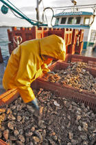 Un premier tri afin de retirer les prédateurs des huîtres, comme les étoiles de mer. © Philip Plisson / Plisson La Trinité / AA18475 - Nos reportages photos - Mollusque