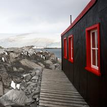 Port Lockroy in Antarctica. © Philip Plisson / Plisson La Trinité / AA21913 - Photo Galleries - Papou penguin