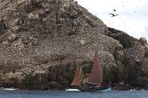Colony of Gannets on the 7 Islands. © Philip Plisson / Plisson La Trinité / AA23229 - Photo Galleries - Sant C'Hireg