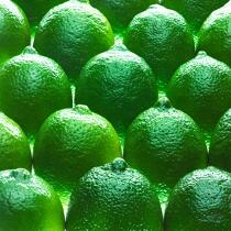 Limes. © Philip Plisson / Plisson La Trinité / AA24839 - Photo Galleries - Green lemon