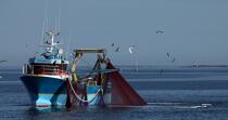 Pêche à la sardine en baie de Concarneau © Philip Plisson / Plisson La Trinité / AA25664 - Nos reportages photos - La pêche à la sardine