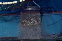 Pêche à la sardine en baie de Concarneau © Philip Plisson / Plisson La Trinité / AA25681 - Nos reportages photos - Sardine