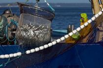 Pêche à la sardine en baie de Concarneau © Philip Plisson / Plisson La Trinité / AA25682 - Nos reportages photos - Sardine