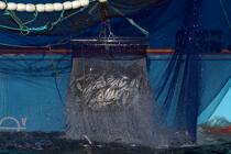 Pêche à la sardine en baie de Concarneau © Philip Plisson / Plisson La Trinité / AA25683 - Nos reportages photos - Poisson