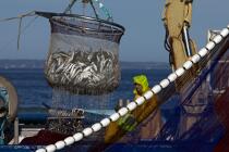 Pêche à la sardine en baie de Concarneau © Philip Plisson / Plisson La Trinité / AA25684 - Nos reportages photos - Poisson