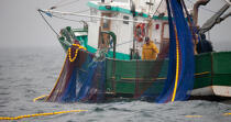 Pêche a la sardine pour la Quiberonaise © Philip Plisson / Plisson La Trinité / AA26403 - Nos reportages photos - La pêche à la sardine