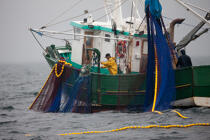 Pêche a la sardine pour la Quiberonaise © Philip Plisson / Plisson La Trinité / AA26404 - Nos reportages photos - La pêche à la sardine