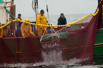 Pêche a la sardine pour la Quiberonaise © Philip Plisson / Plisson La Trinité / AA26427 - Nos reportages photos - Pêche à la senne