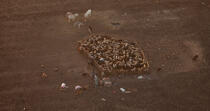 Herd on the banks of the Nile © Philip Plisson / Plisson La Trinité / AA30400 - Photo Galleries - Sheep
