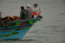 Pêche devant Alexandrie - Egypte © Philip Plisson / Plisson La Trinité / AA39807 - Nos reportages photos - Bateau de pêche