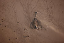 Epave sur le Delta du Nil - Egypte © Philip Plisson / Plisson La Trinité / AA39816 - Nos reportages photos - Cimetière marin