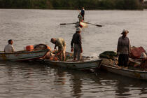 Sur le lac Manzala - Egypte © Philip Plisson / Plisson La Trinité / AA39858 - Nos reportages photos - Auteur