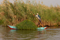 On the Manzala lake - Egypt © Philip Plisson / Plisson La Trinité / AA39861 - Photo Galleries - Egypt